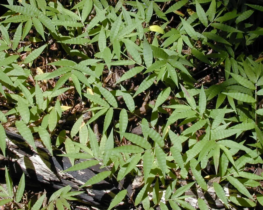 Foto von Oplismenus (Oplismenus hirtellus).