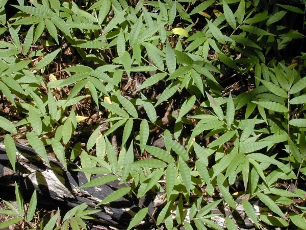 Foto von Oplismenus (Oplismenus hirtellus).