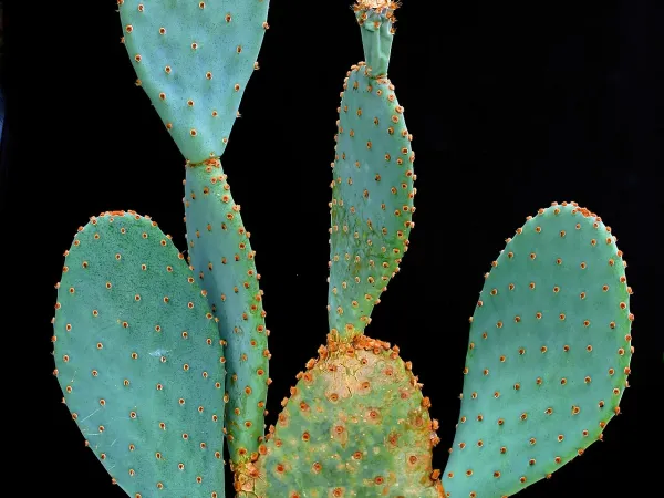 Foto von Opuntia (Opuntia azurea).
