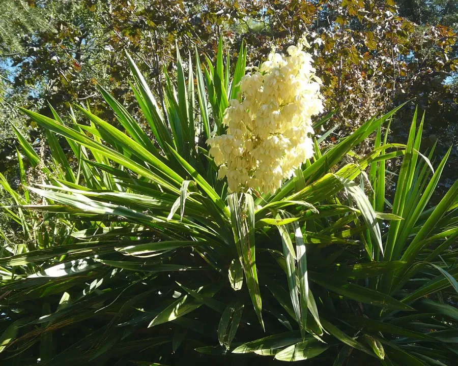 Foto von Palmlilie (Yucca gigantea).