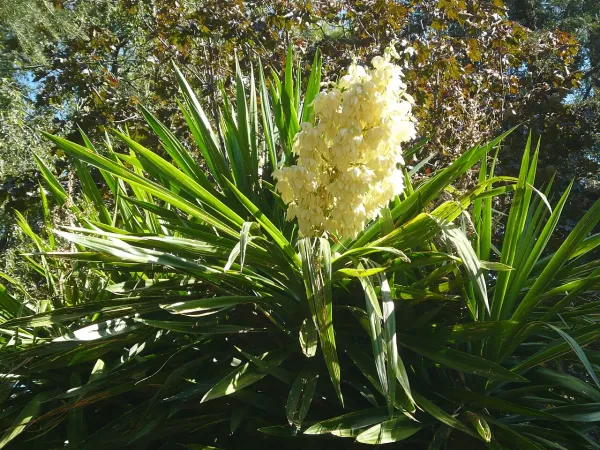Foto von Palmlilie (Yucca gigantea).