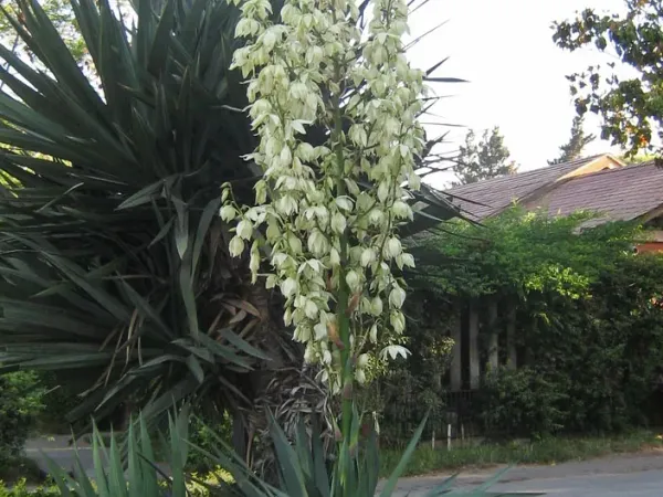 Foto von Palmlilie (Yucca gloriosa).