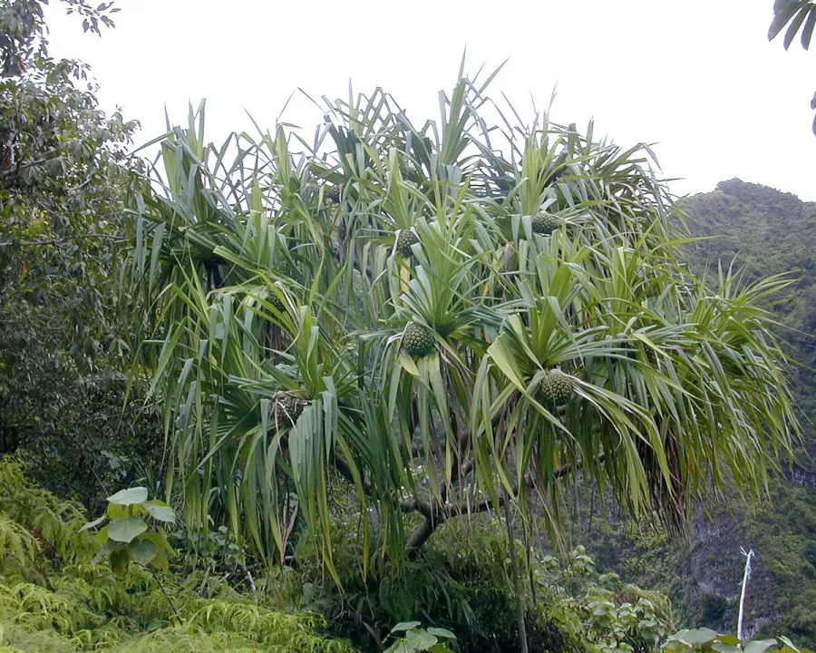 Foto von Pandanus (Pandanus veitchii).