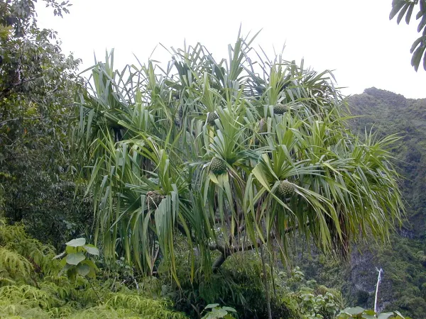 Foto von Pandanus (Pandanus veitchii).