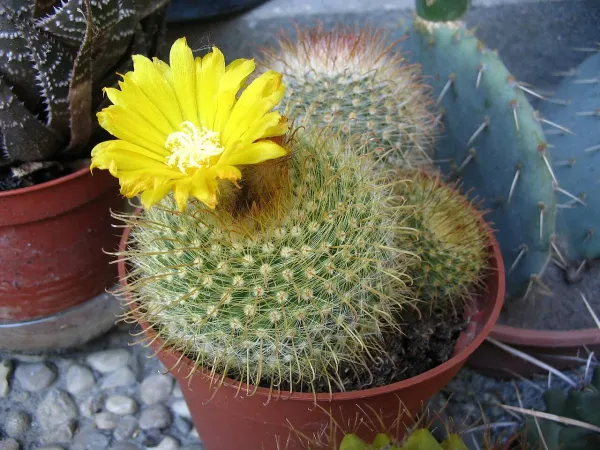 Foto von Parodia (Parodia aureispina).