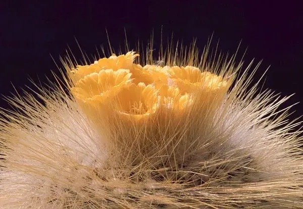 Foto von Parodia (Parodia chrysacanthion).
