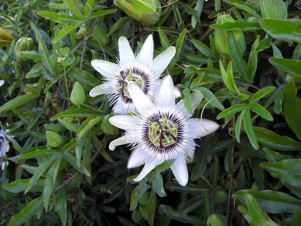 Foto von Passionsblumen (Passiflora caerulea).