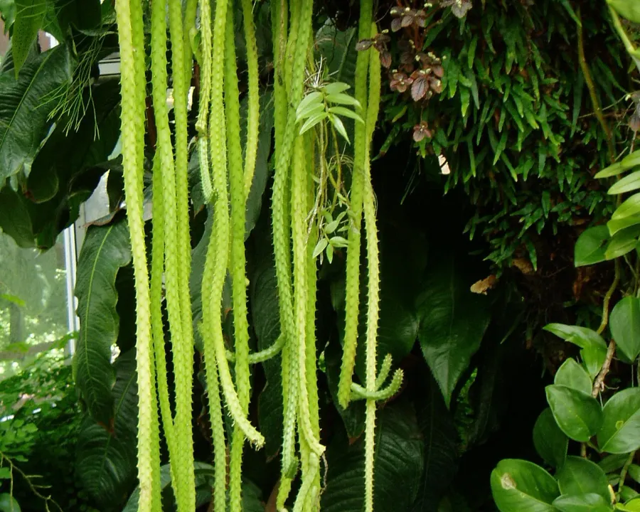 Foto von Peitschenkaktus (Aporocactus flagelliformis).