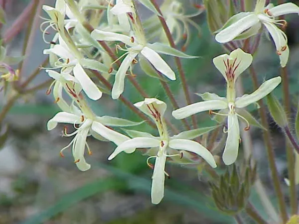 Foto von Pelargonium (Pelargonium oblongatum).