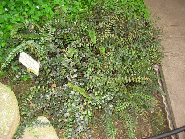 Foto von Pellaea (Pellaea rotundifolia).