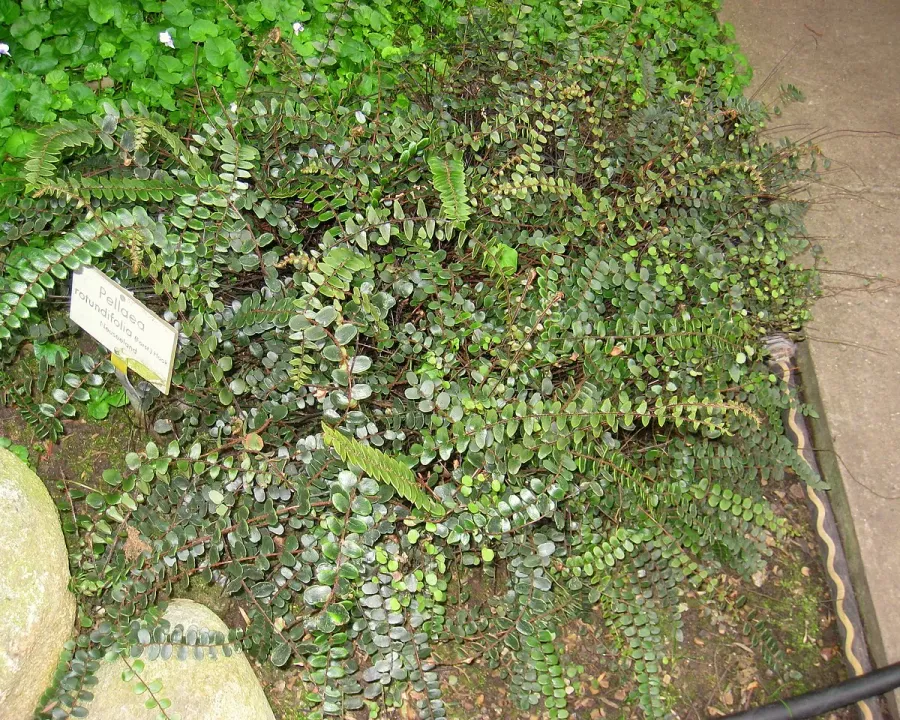 Foto von Pellaea (Pellaea rotundifolia).