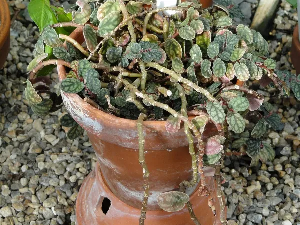 Foto von Pellionia (Pellionia pulchra).