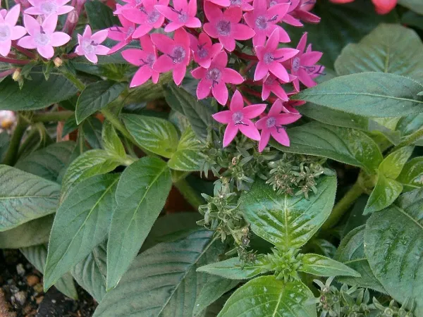 Foto von Pentas (Pentas lanceolata).