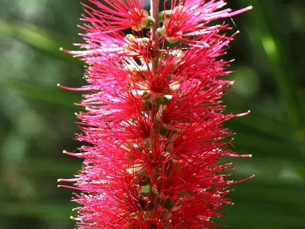 Foto von Pfeifenputzer (Callistemon citrinus).