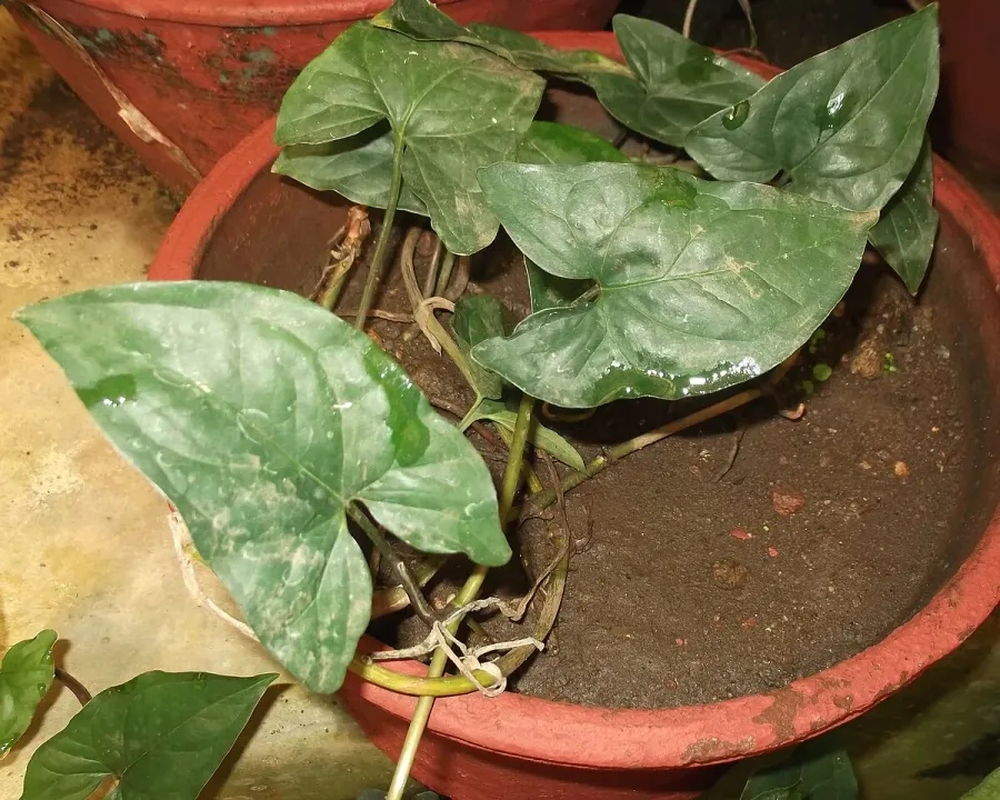 Foto von Pfeilblatt (Syngonium macrophyllum).