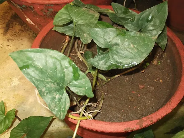 Foto von Pfeilblatt (Syngonium macrophyllum).