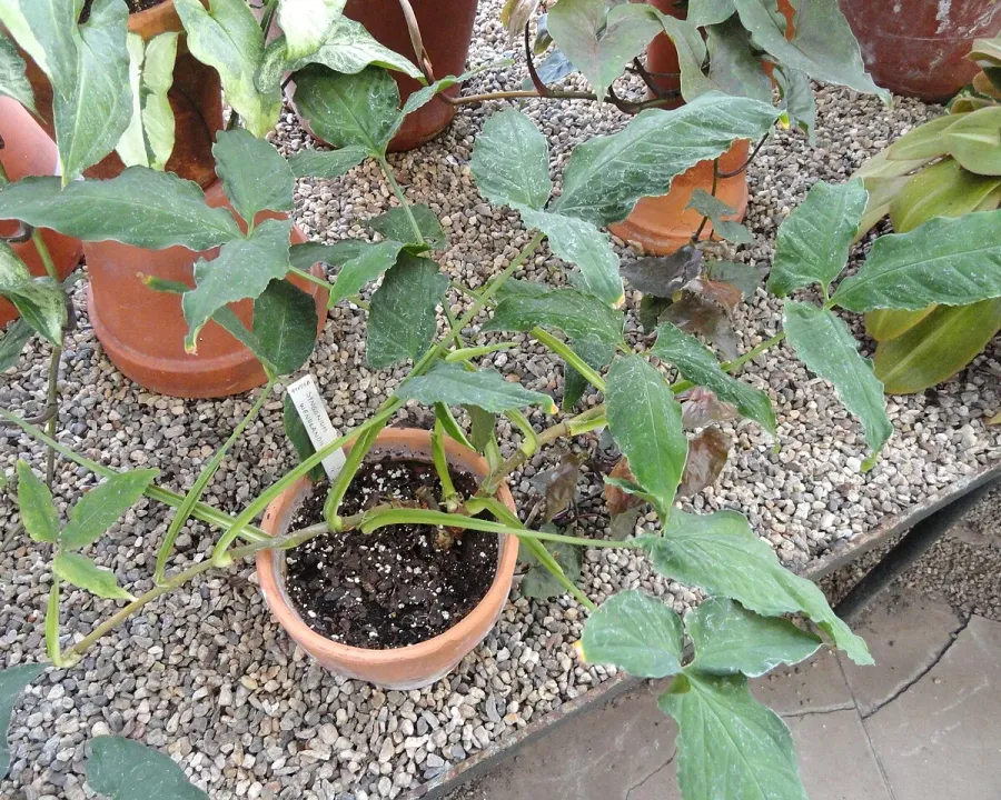 Foto von Pfeilblatt (Syngonium wendlandii).
