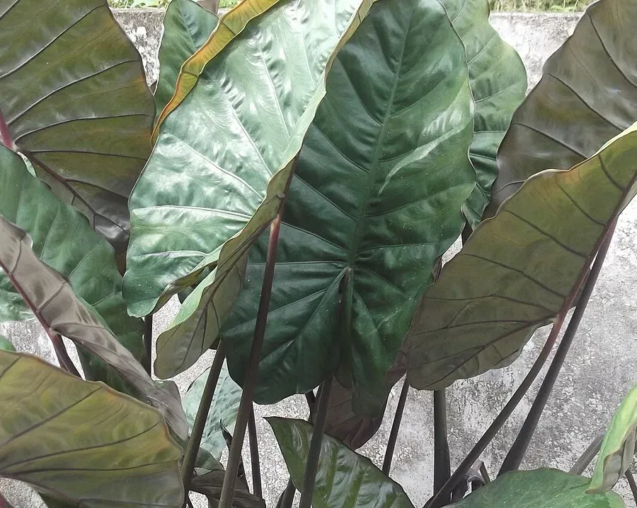 Foto von Pfeilblatt (Alocasia metallica).