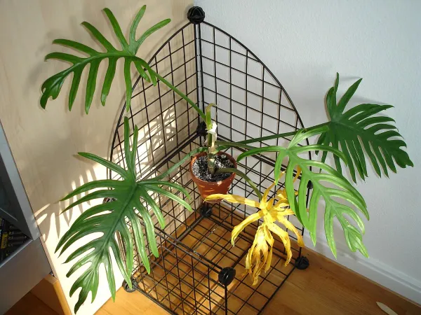 Foto von Philodendron (Philodendron elegans).