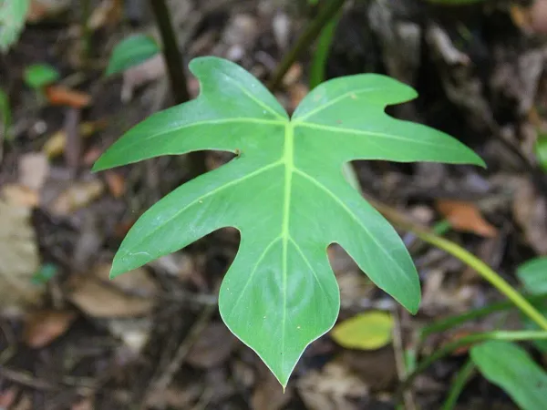 Foto von Philodendron (Philodendron bipennifolium).