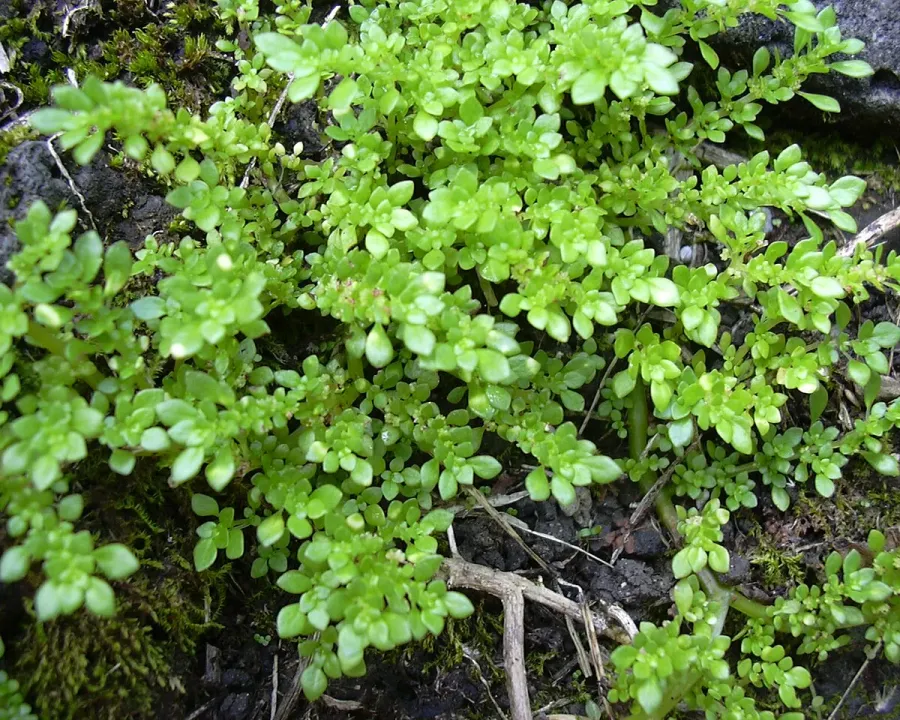 Foto von Pilea - Arten (Pilea microphylla).