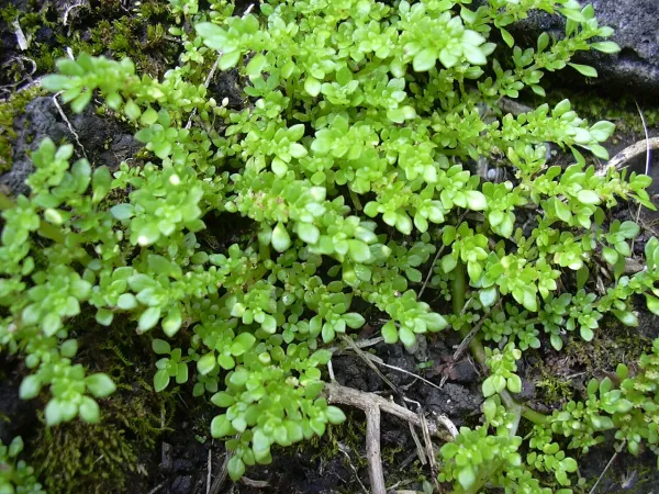 Foto von Pilea - Arten (Pilea microphylla).