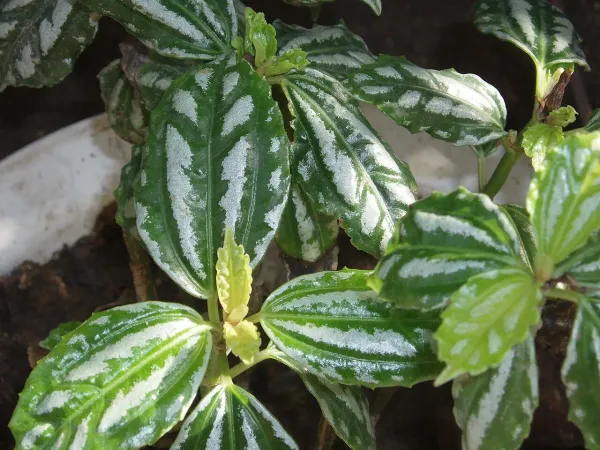 Foto von Pilea - Arten (Pilea cadierei).