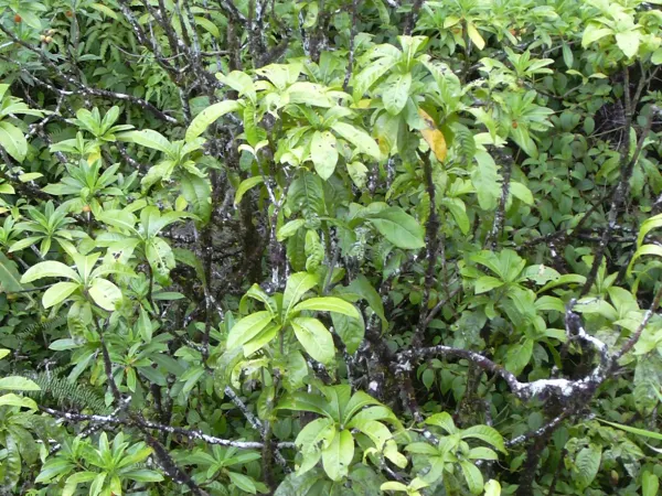 Foto von Pisonia (Pisonia umbellifera).