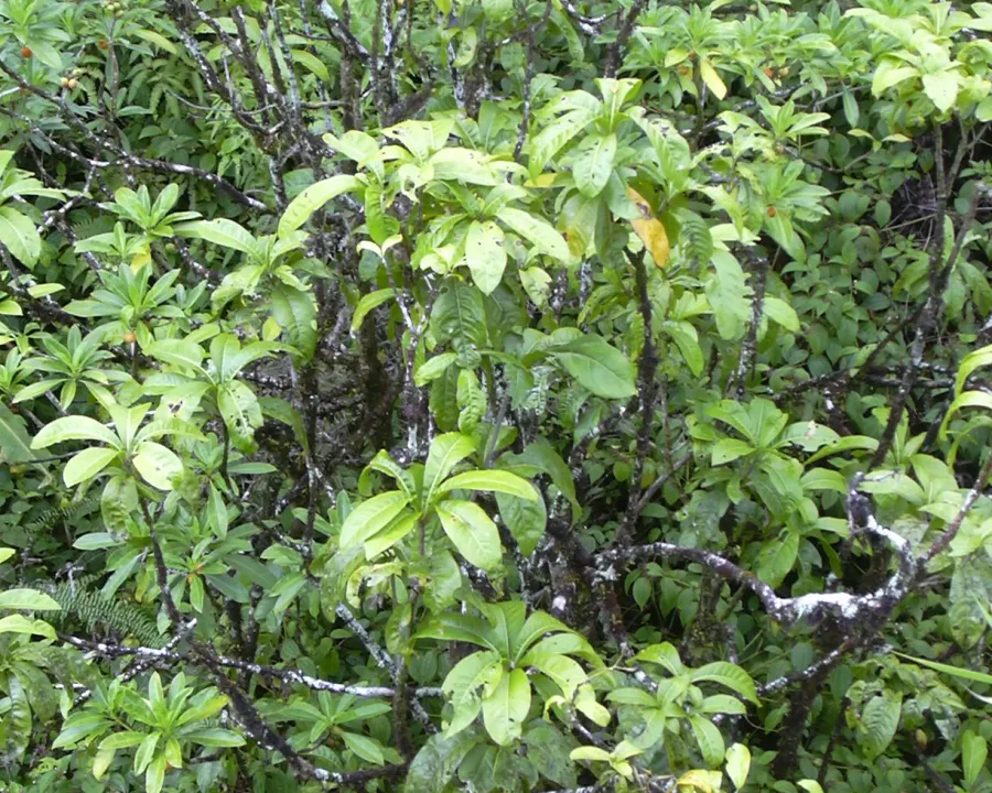 Foto von Pisonia (Pisonia umbellifera).