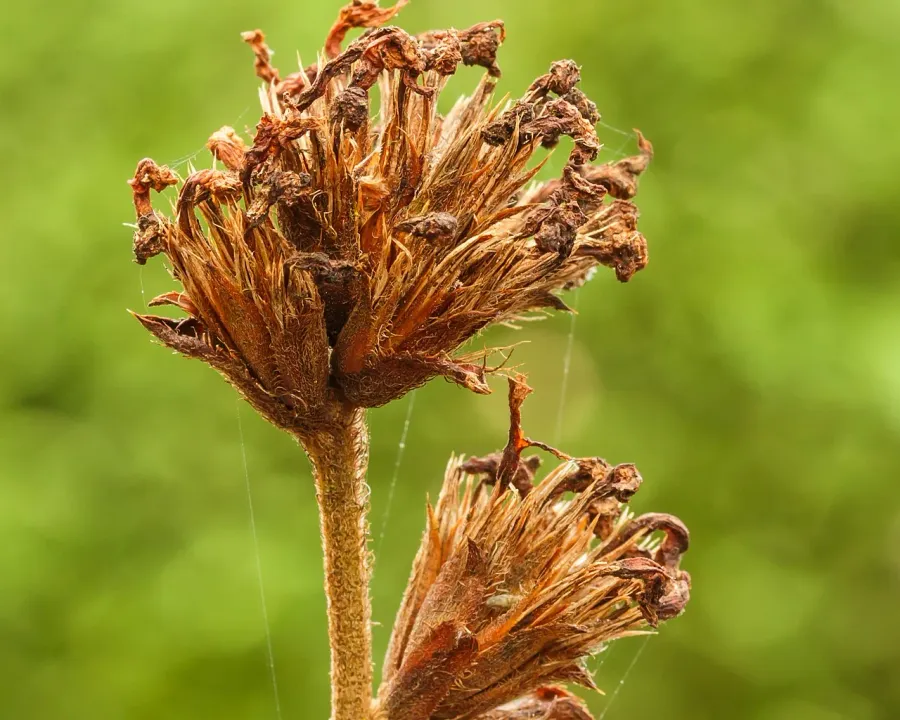 Foto von Plumbago (Plumbago auriculata).