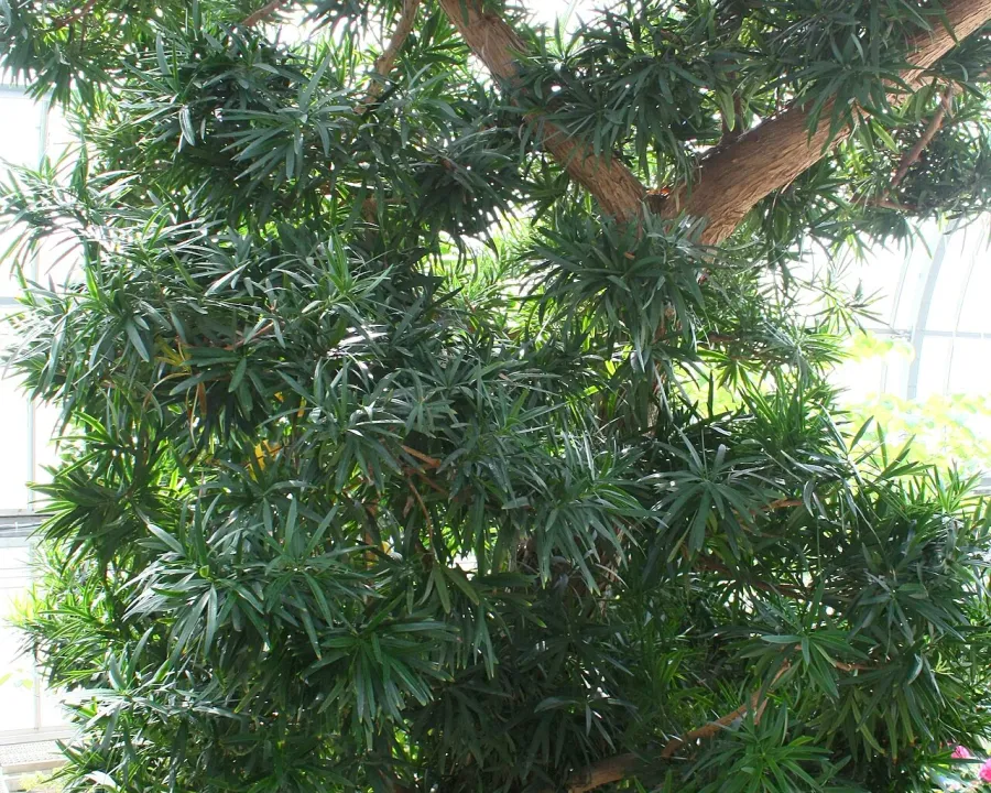 Foto von Podocarpus (Podocarpus macrophyllus).