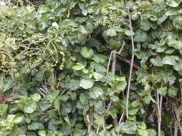 Foto von Polyscias (Polyscias scutellaria).