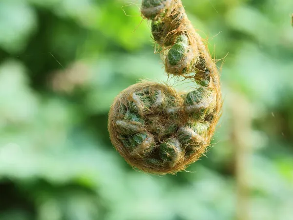 Foto von Polystichum (Polystichum setiferum).