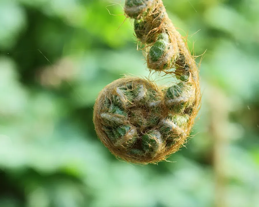 Foto von Polystichum (Polystichum setiferum).