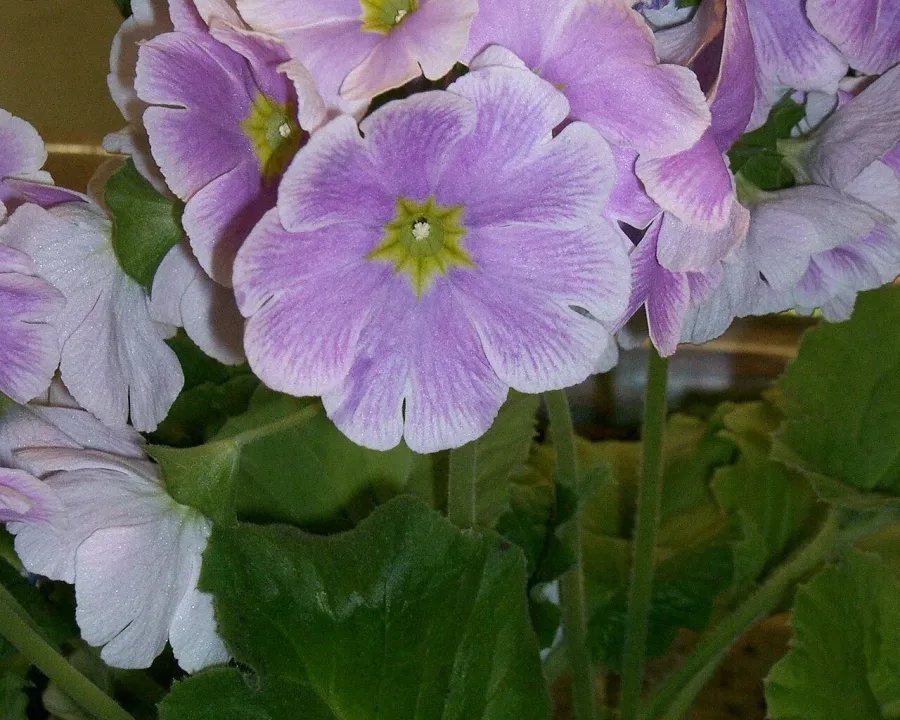 Foto von Primeln (Primula obconica).