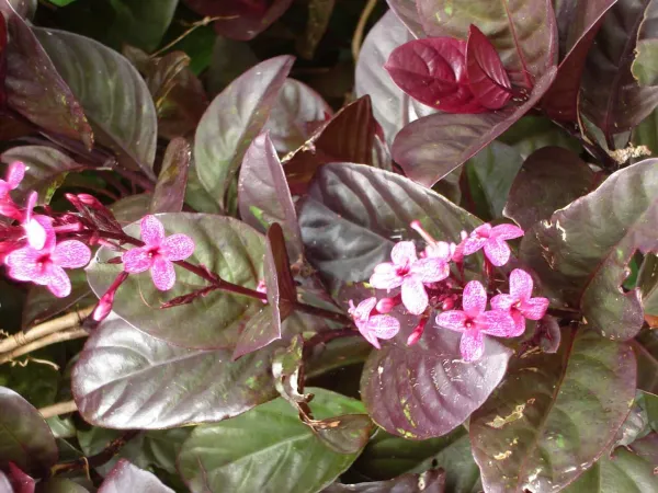 Foto von Pseuderathemum (Pseuderanthemum atropurpureum).