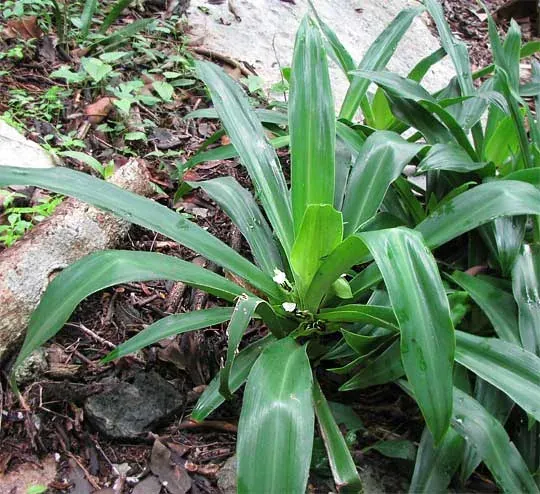 Foto von Purpurblättrige Dreimasterblume (Tradescantia spathacea).