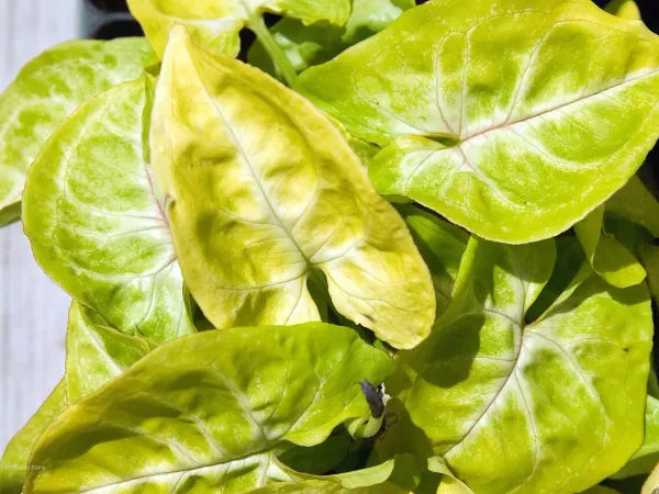 Foto von Purpurtute (Syngonium podophyllum).