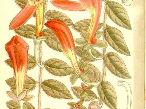 Foto von Rachenrebe (Columnea gloriosa).