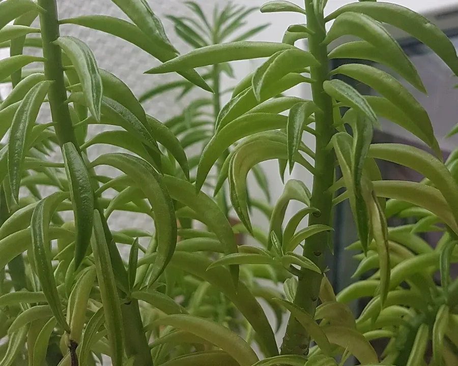 Foto von Rankender Pfeffer (Peperomia ferreyrae).