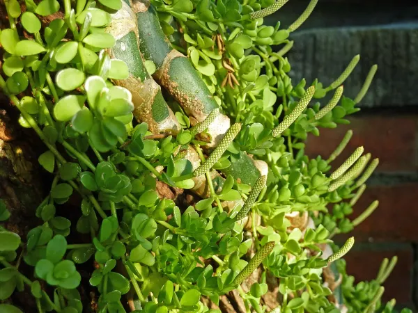Foto von Rankender Pfeffer (Peperomia hoffmannii).