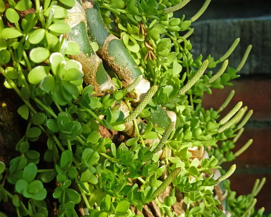 Foto von Rankender Pfeffer (Peperomia hoffmannii).