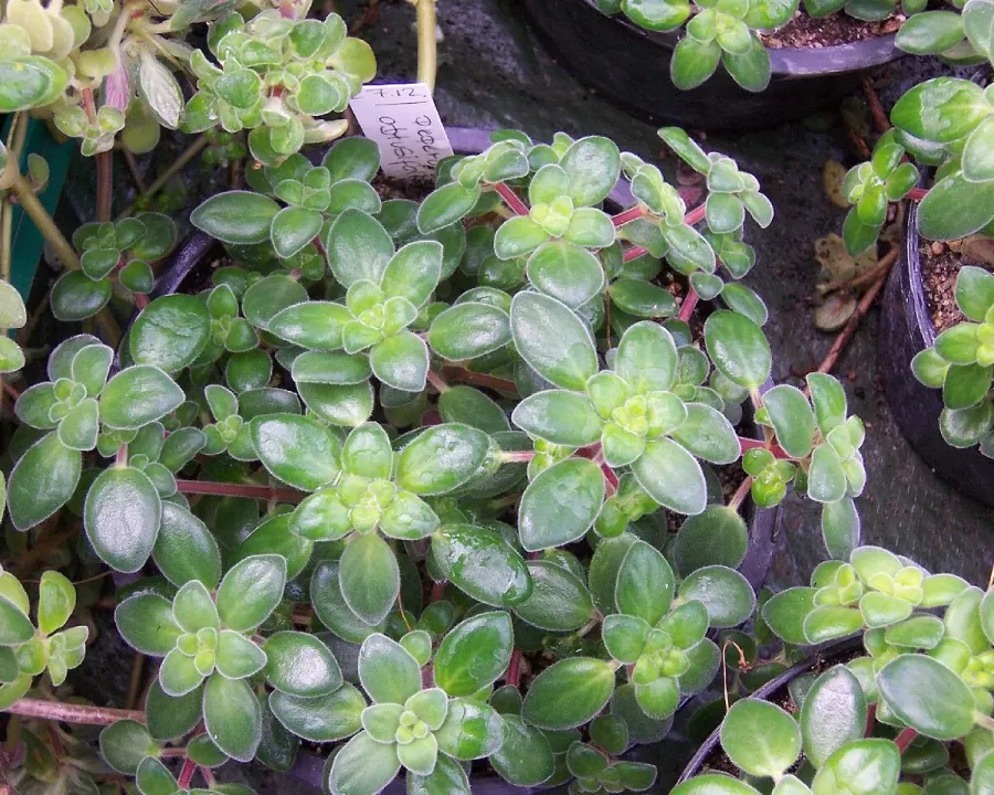 Foto von Rankender Pfeffer (Peperomia obtusifolia).