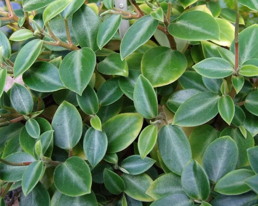 Foto von Rankender Pfeffer (Peperomia orba).