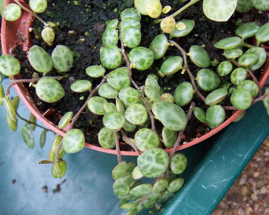 Foto von Rankender Pfeffer (Peperomia prostrata).