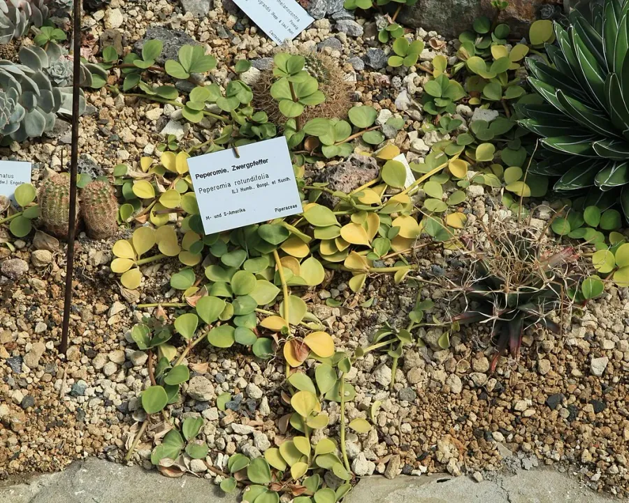 Foto von Rankender Pfeffer (Peperomia rotundifolia).
