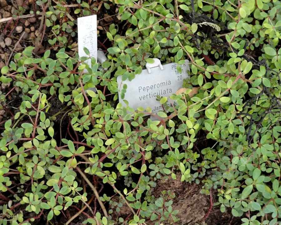 Foto von Rankender Pfeffer (Peperomia verticillata).