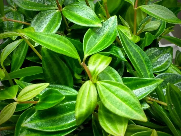 Foto von Rankender Pfeffer (Peperomia angulata).