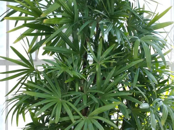 Foto von Rhapis (Rhapis excelsa).