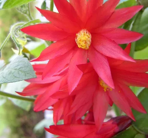 Foto von Rhipsalidopsis (Rhipsalidopsis gaertneri).